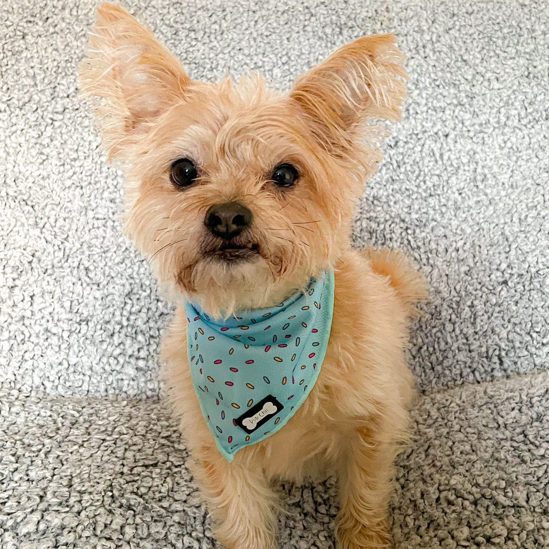 Sprinkles For Days Cooling Bandana - Blue | Shop Brit | UK Pet Shop | Pet Products