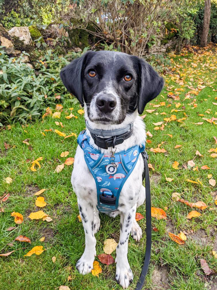 Lazy Sloth Tactical Dog Harness | Shop Brit | UK Pet Shop | 