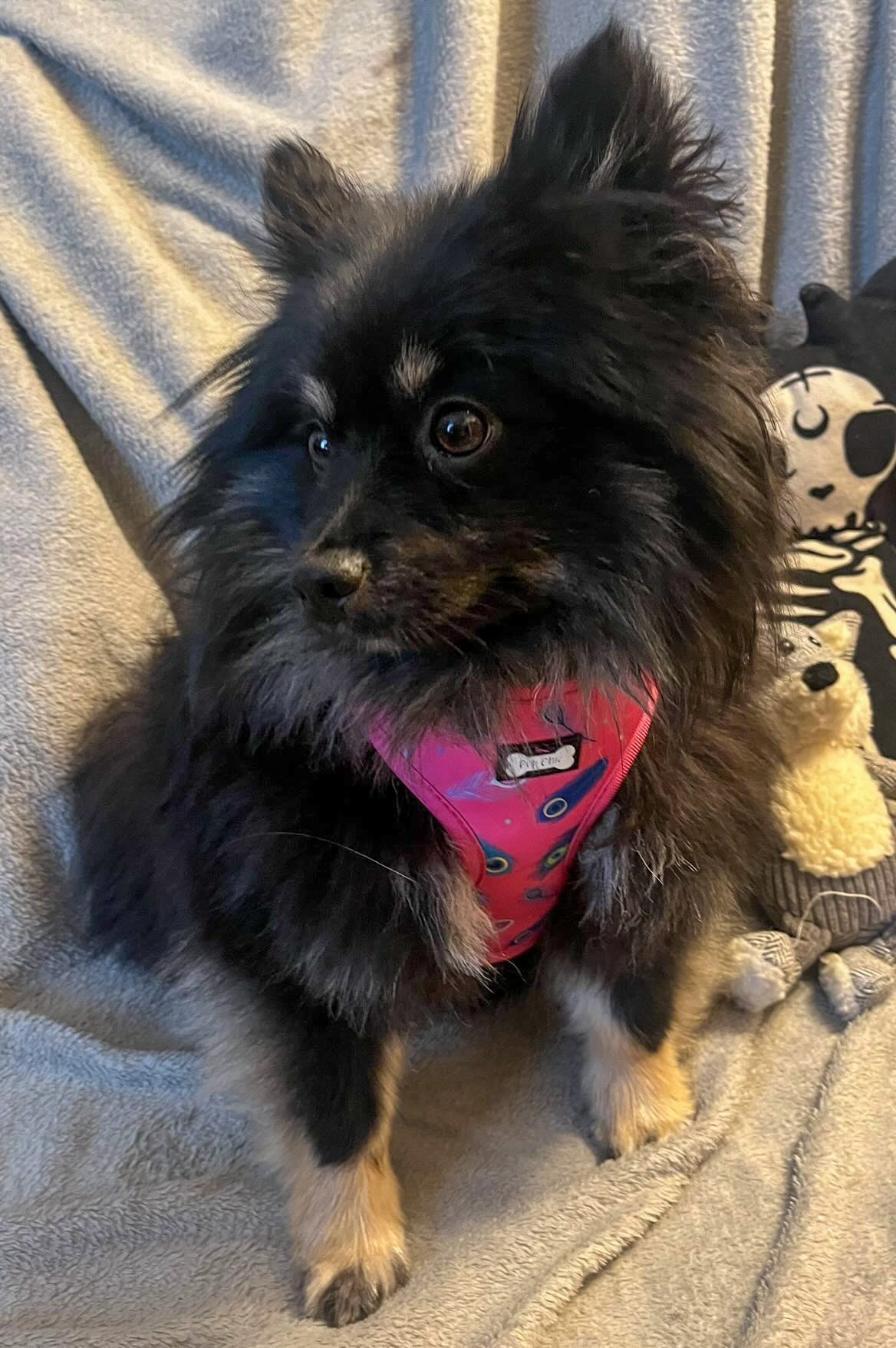 Peacock Power Adjustable Dog Harness - hot pink peacock feather dog harness | Shop Brit | UK Pet Shop | Pet Products