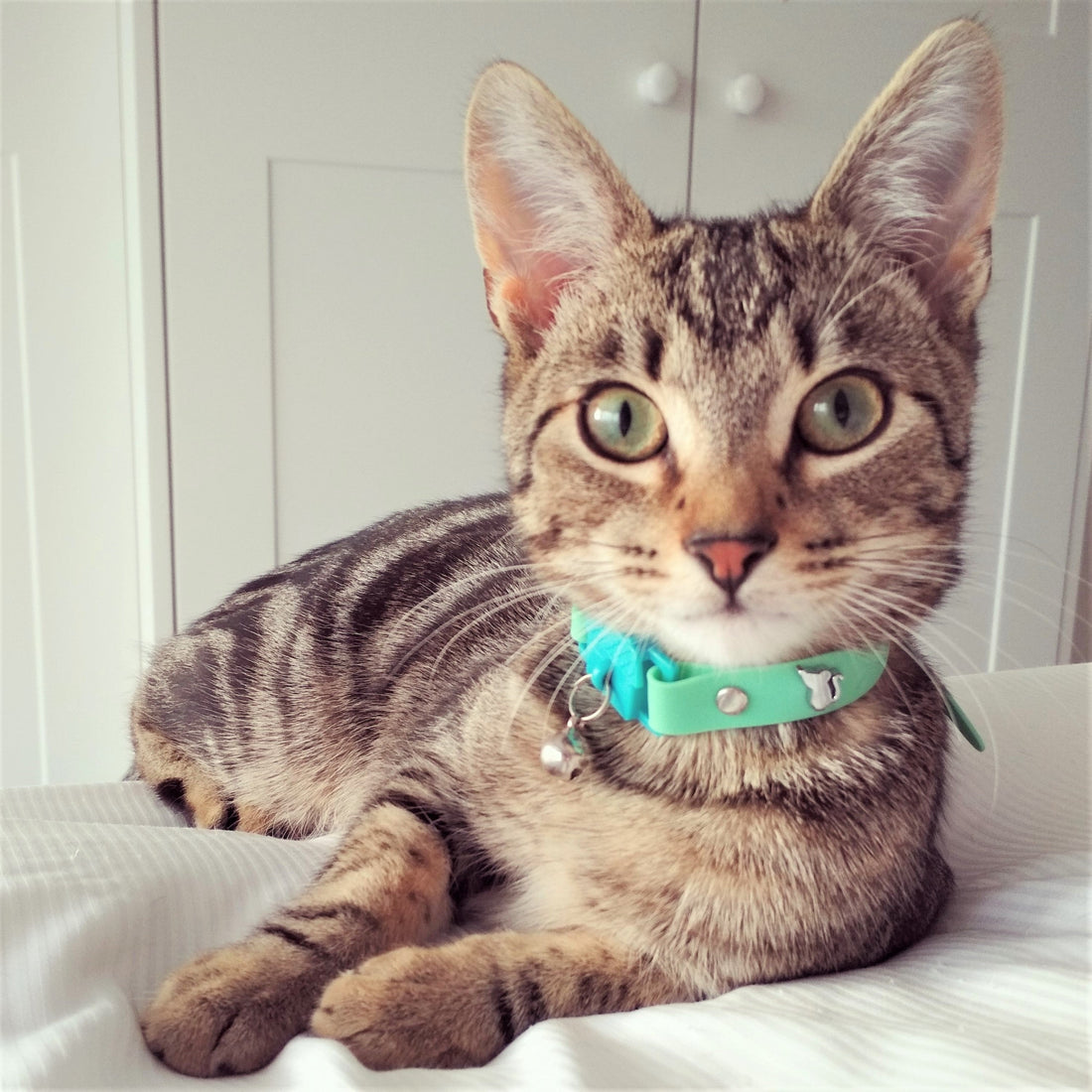 KITTYRAMA MEADOW CAT COLLAR - Quick Release, Breakaway, Hypoallergenic | Shop Brit | UK Pet Shop | Cat Supplies