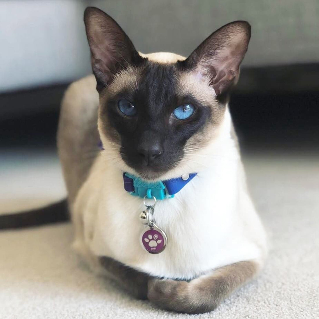 KITTYRAMA MONTE CARLO CAT COLLAR - Quick Release, Breakaway, Hypoallergenic | Shop Brit | UK Pet Shop | Cat Supplies