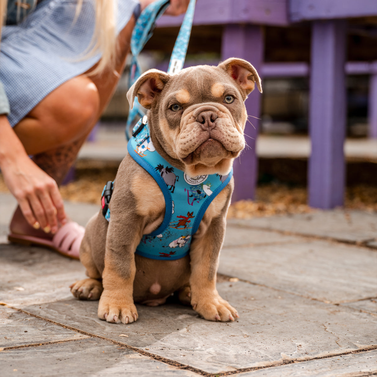 Moomins Blue Holiday Dogs Padded Harness by Soho Poms | Shop Brit | UK Pet Shop | Dog Harnesses