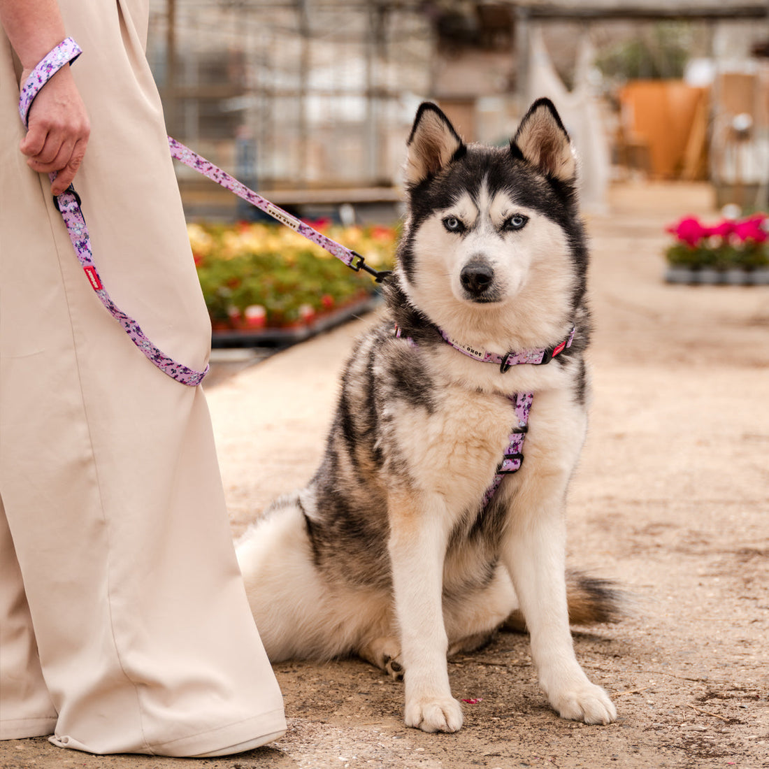 Moomins Pink Champagne Dogs Padded Collar by Soho Poms | Shop Brit | UK Pet Shop | Dog Collars