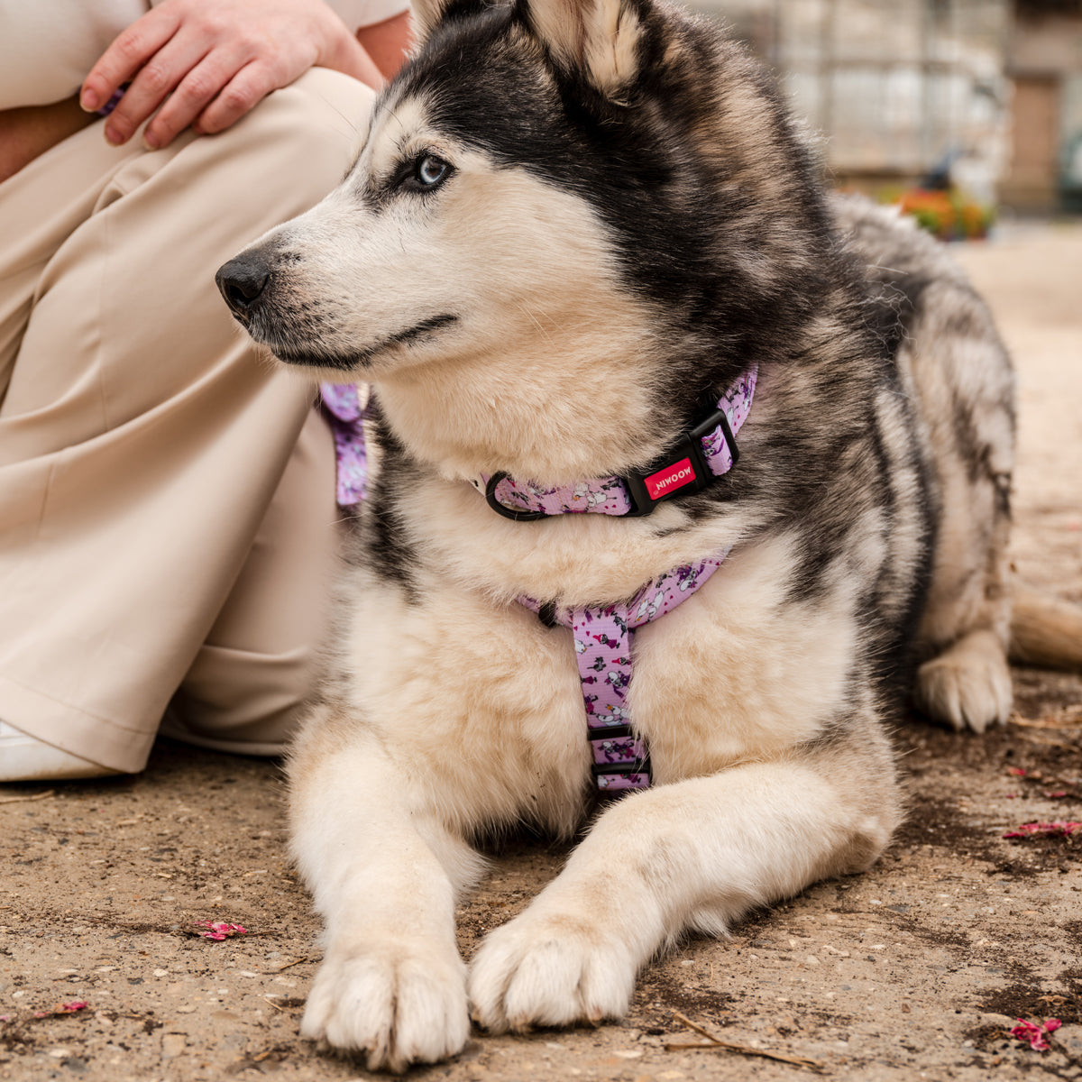 Moomins Pink Champagne Dogs H-Harness by Soho Poms | Shop Brit | UK Pet Shop | Dog Harnesses