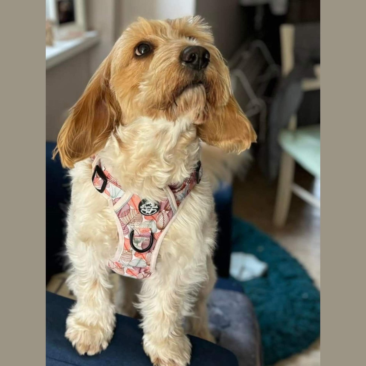 Rugged Rover™ Harness - Autumn Breeze | Shop Brit | UK Pet Shop | Rugged Rover Dog Harness