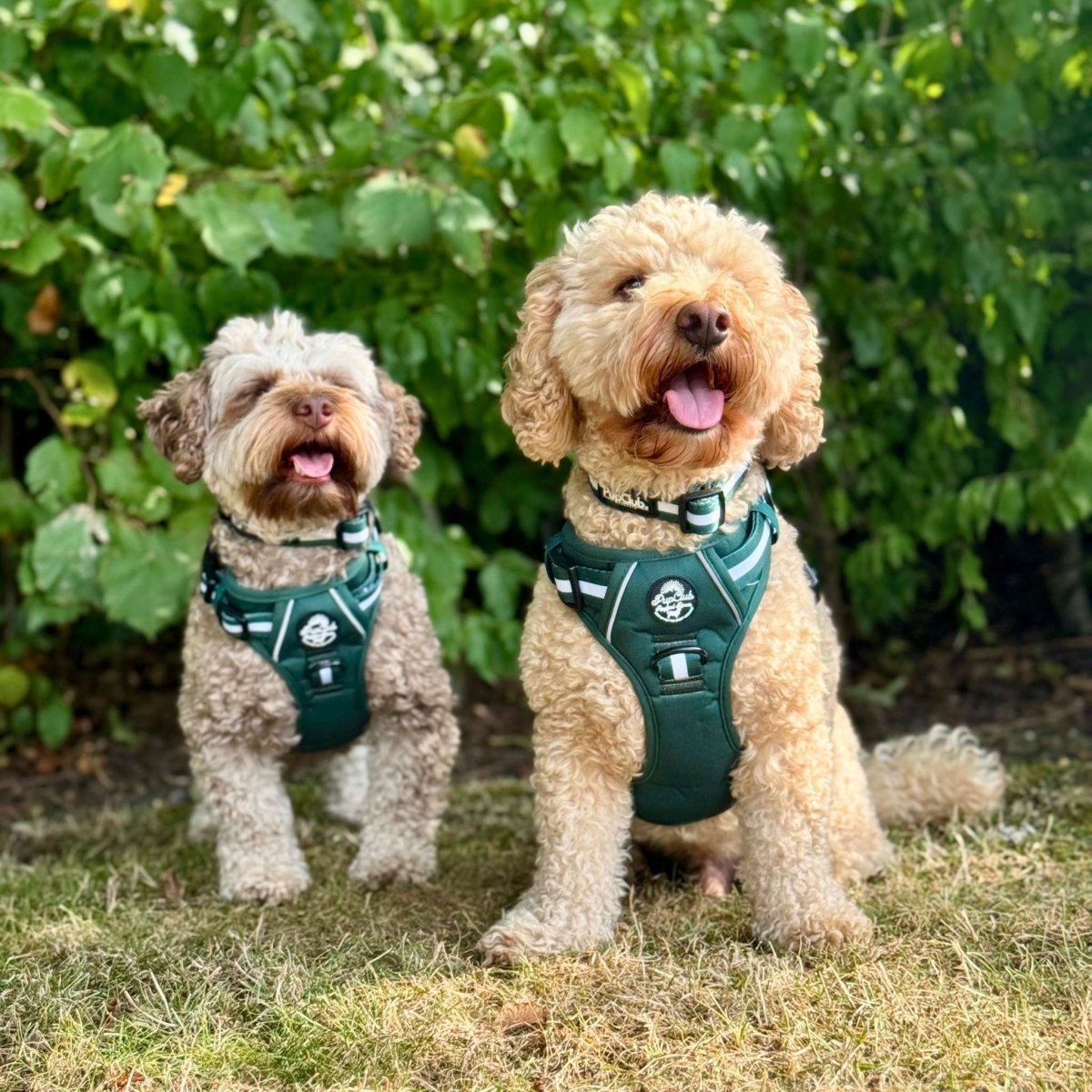 Rugged Rover™ Harness - Forest Green | Shop Brit | UK Pet Shop | Rugged Rover Dog Harness