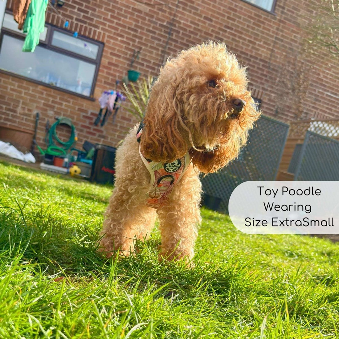 Rugged Rover™ Harness - Autumn Breeze | Shop Brit | UK Pet Shop | Rugged Rover Dog Harness