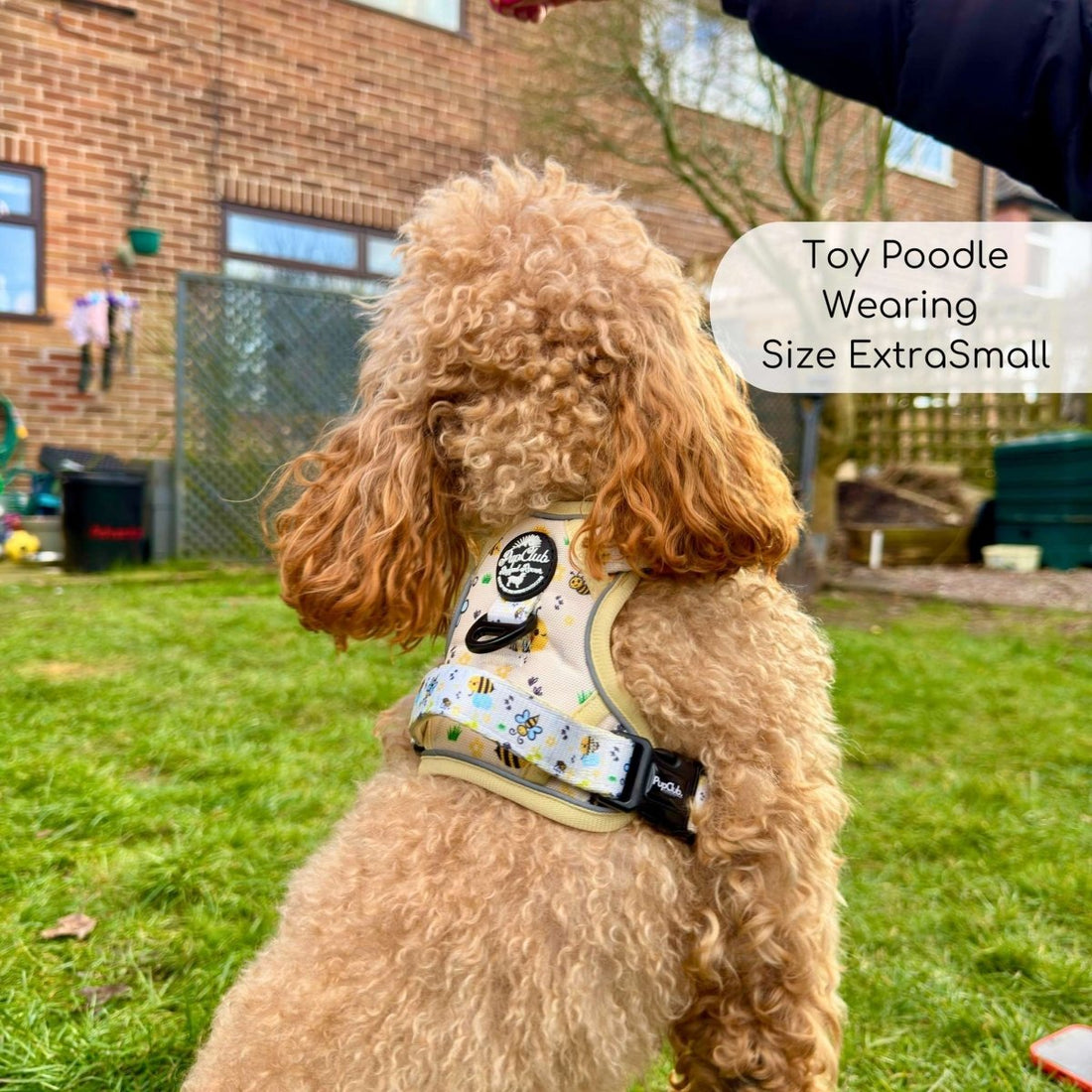 Rugged Rover™ Harness - Bee-utiful Summer | Shop Brit | UK Pet Shop | Rugged Rover Dog Harness