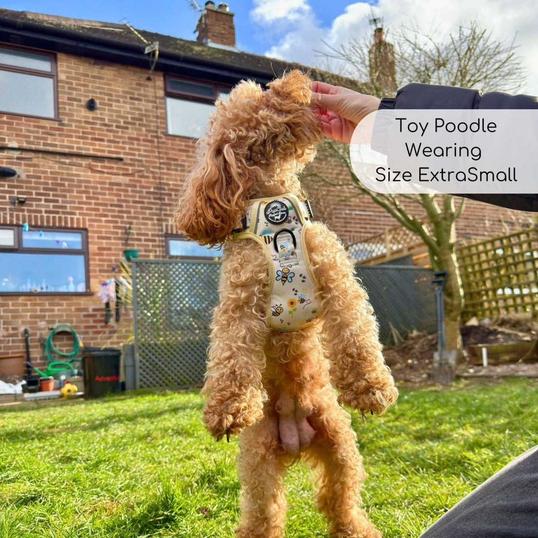 Rugged Rover™ Harness - Bee-utiful Summer | Shop Brit | UK Pet Shop | Rugged Rover Dog Harness