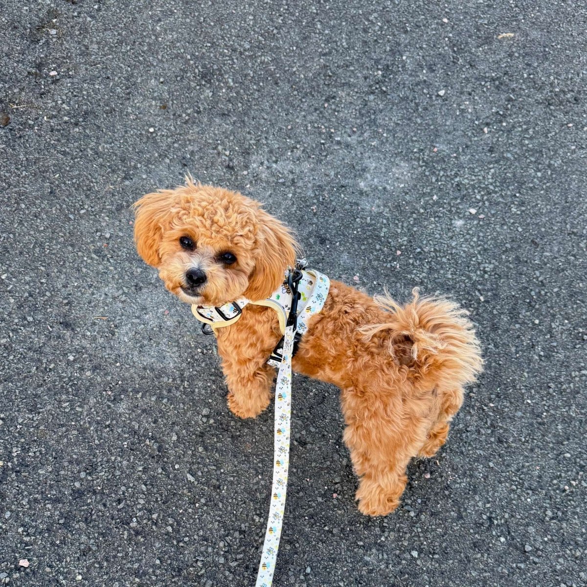 Rugged Rover™ Harness - Bee-utiful Summer | Shop Brit | UK Pet Shop | Rugged Rover Dog Harness