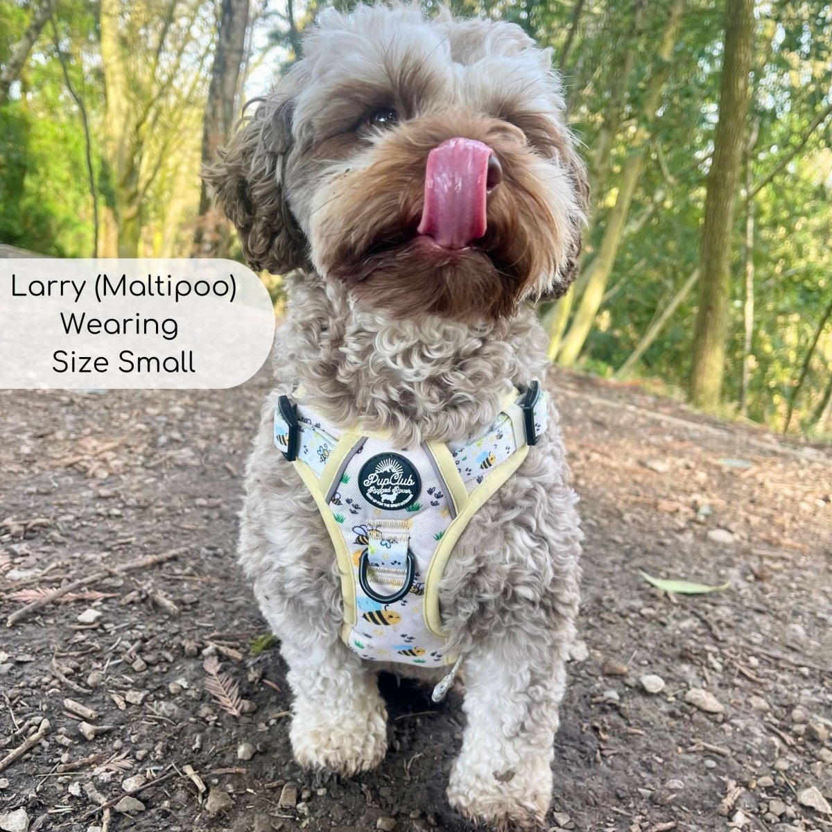 Rugged Rover™ Harness - Bee-utiful Summer | Shop Brit | UK Pet Shop | Rugged Rover Dog Harness