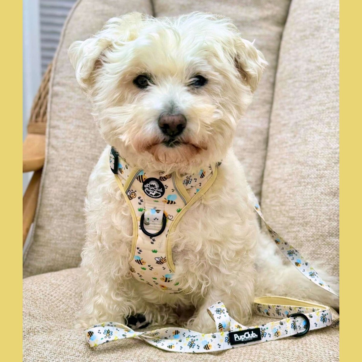 Rugged Rover™ Harness - Bee-utiful Summer | Shop Brit | UK Pet Shop | Rugged Rover Dog Harness