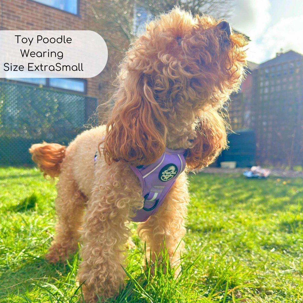 Rugged Rover™ Harness - Lilac Blush | Shop Brit | UK Pet Shop | Rugged Rover Dog Harness