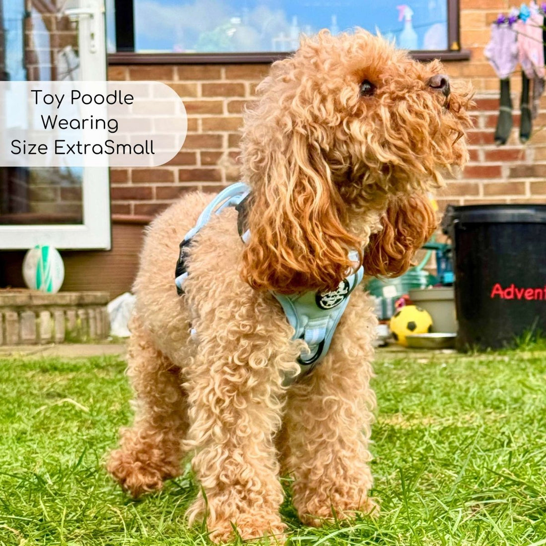 Rugged Rover™ Harness - Pastel Blue | Shop Brit | UK Pet Shop | Rugged Rover Dog Harness