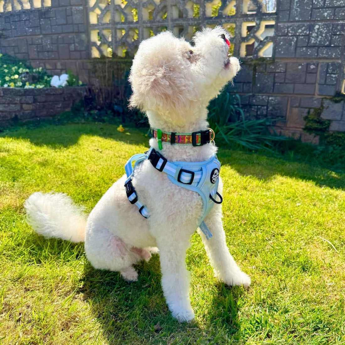 Rugged Rover™ Harness - Pastel Blue | Shop Brit | UK Pet Shop | Rugged Rover Dog Harness