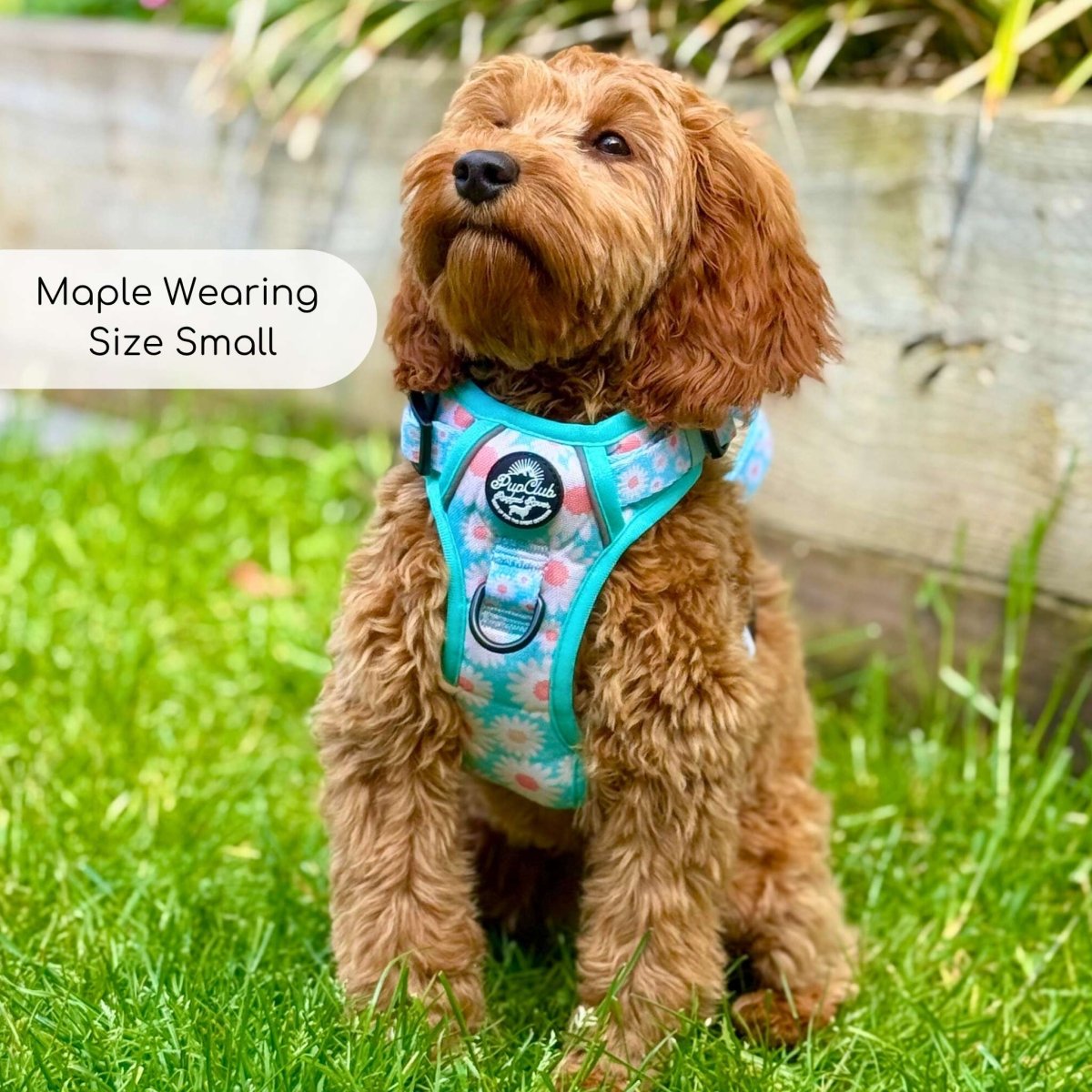Rugged Rover™ Harness - Pastel Daisy