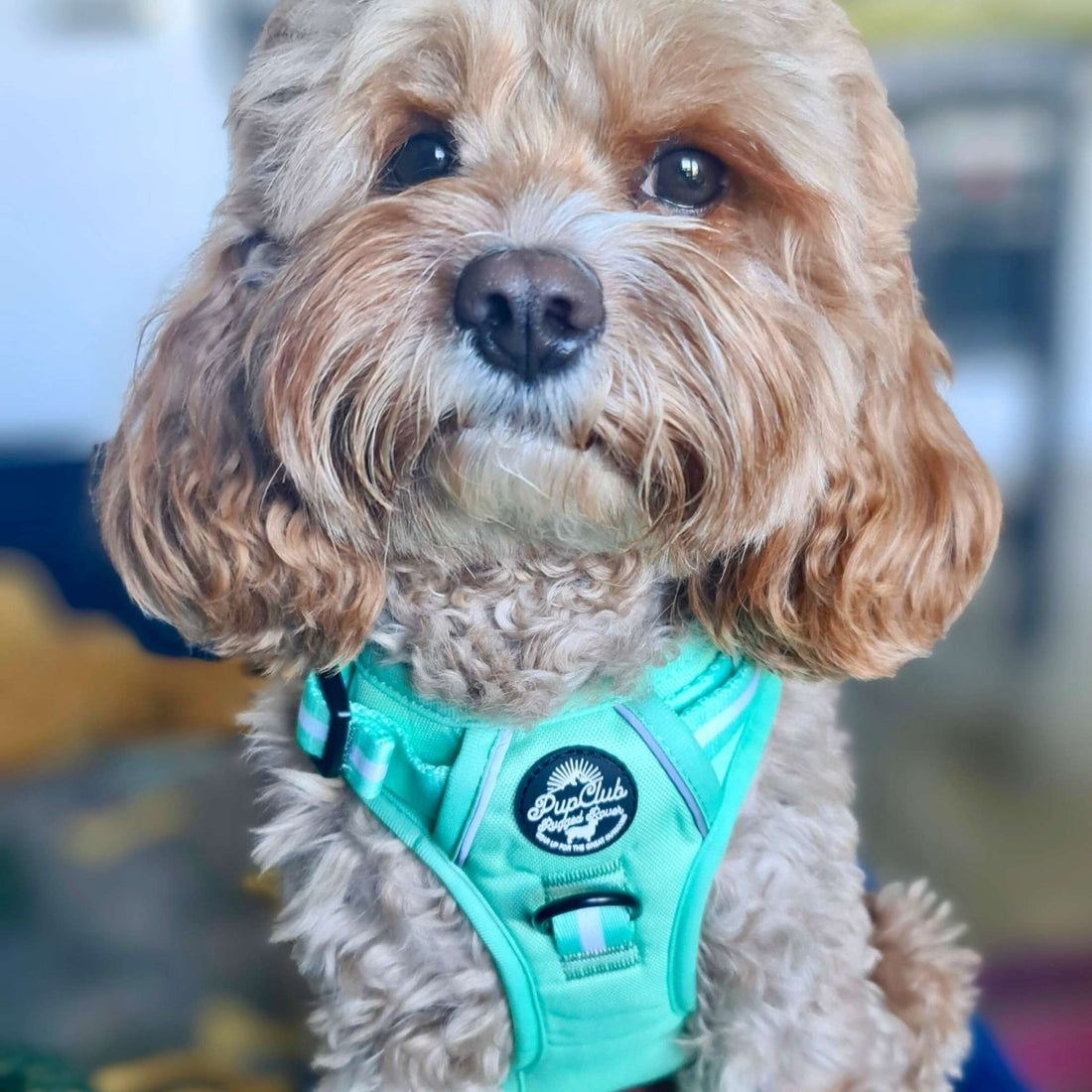 Rugged Rover™ Harness - Pastel Mint Green | Shop Brit | UK Pet Shop | Rugged Rover Dog Harness