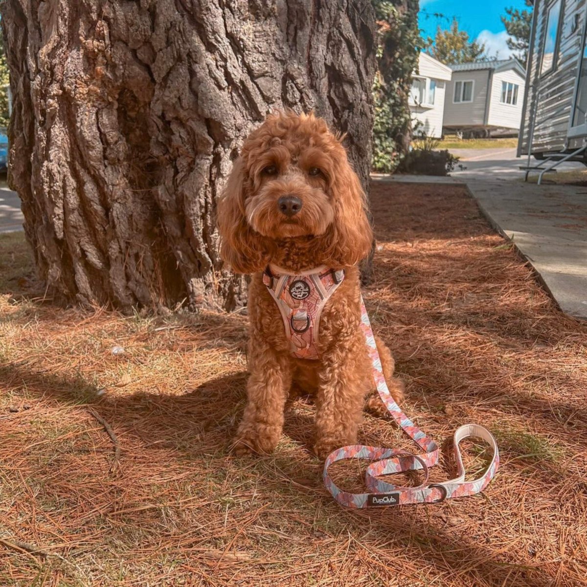 Rugged Rover™ Harness - Autumn Breeze | Shop Brit | UK Pet Shop | Rugged Rover Dog Harness