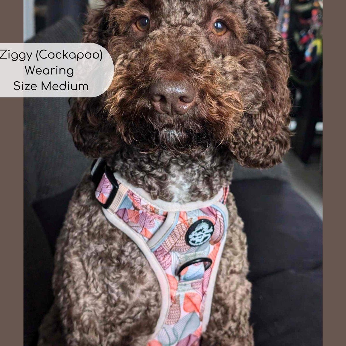 Rugged Rover™ Harness - Autumn Breeze | Shop Brit | UK Pet Shop | Rugged Rover Dog Harness