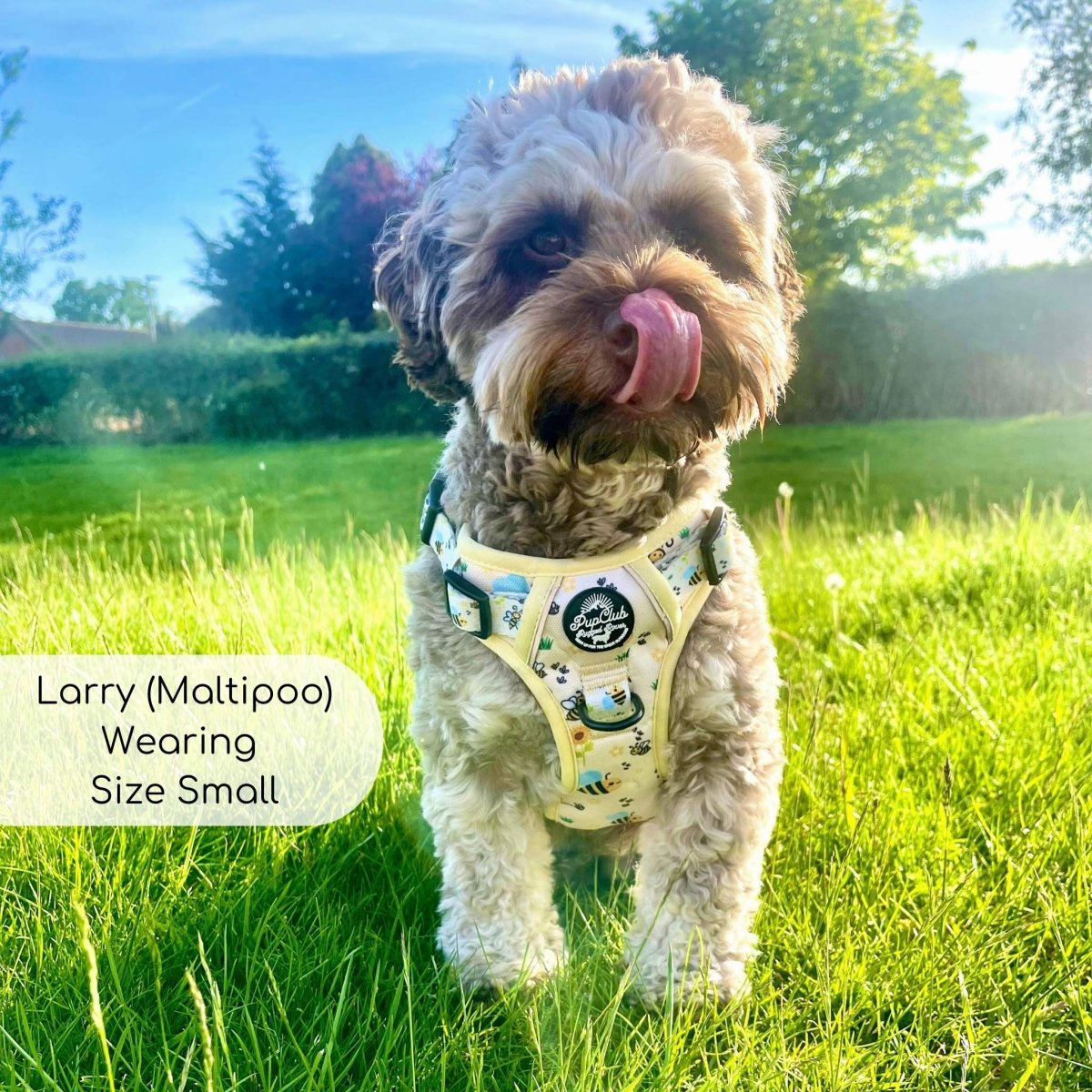 Rugged Rover™ Harness - Bee-utiful Summer | Shop Brit | UK Pet Shop | Rugged Rover Dog Harness