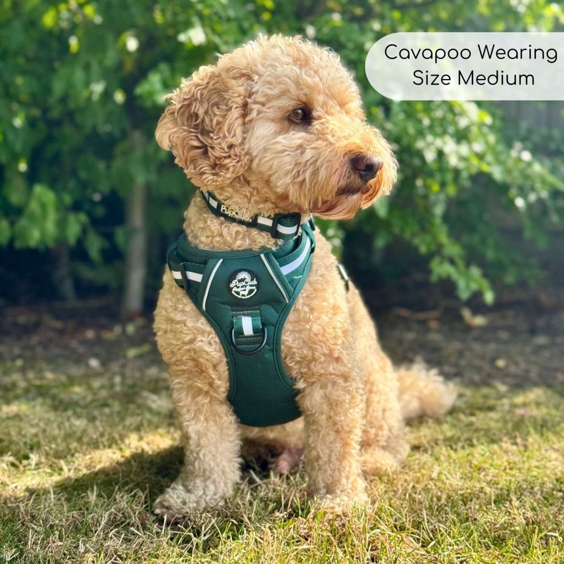 Rugged Rover™ Harness - Forest Green | Shop Brit | UK Pet Shop | Rugged Rover Dog Harness
