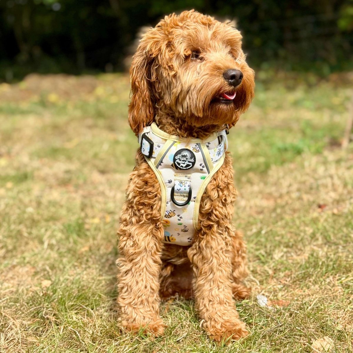 Rugged Rover™ Harness - Bee-utiful Summer | Shop Brit | UK Pet Shop | Rugged Rover Dog Harness