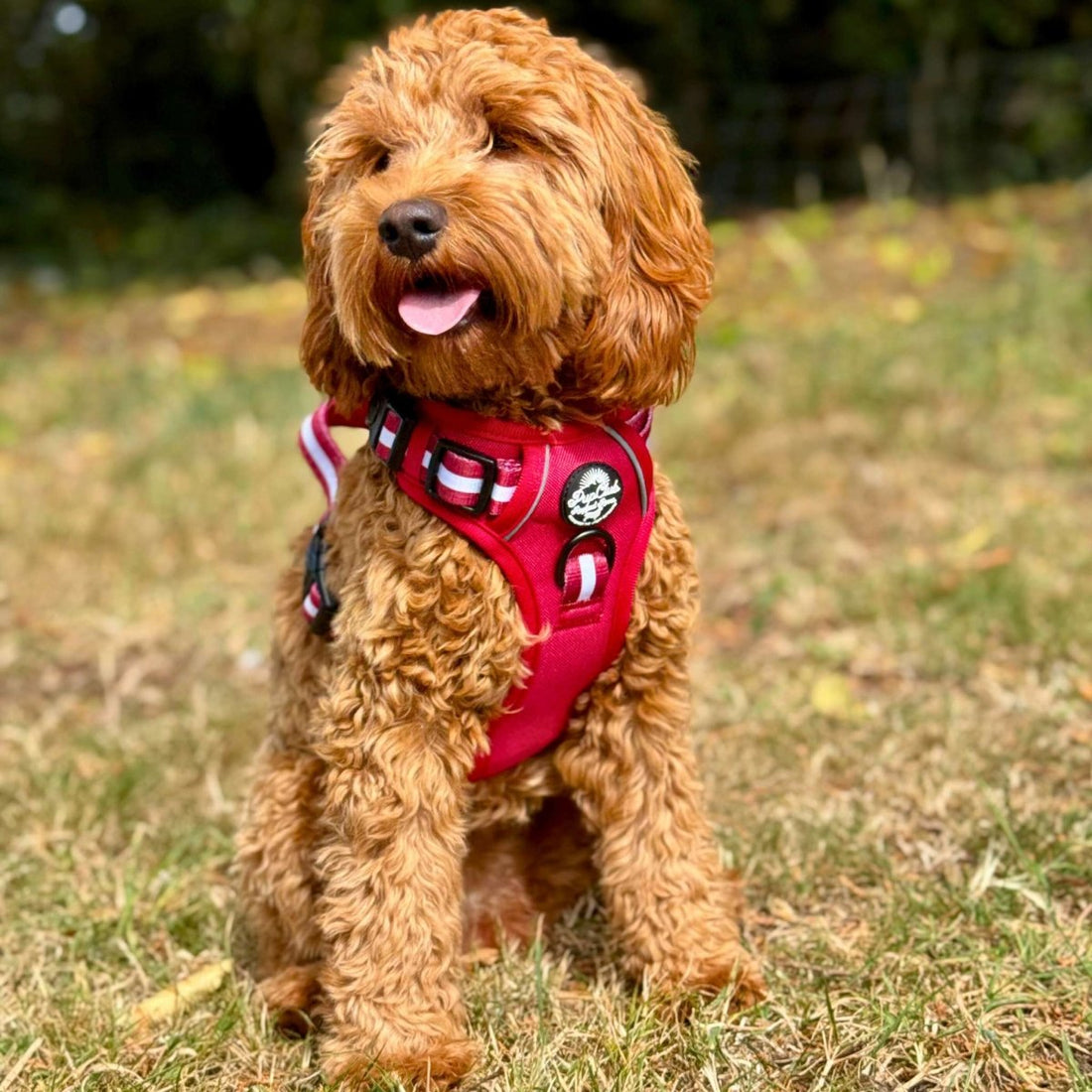Rugged Rover™ Harness - Berry Red | Shop Brit | UK Pet Shop | Rugged Rover Dog Harness