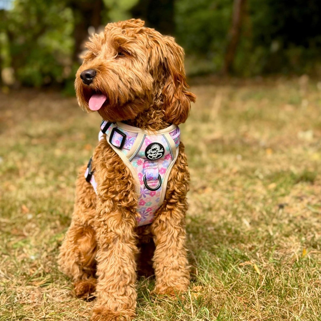 Rugged Rover™ Harness - Pretty Petals