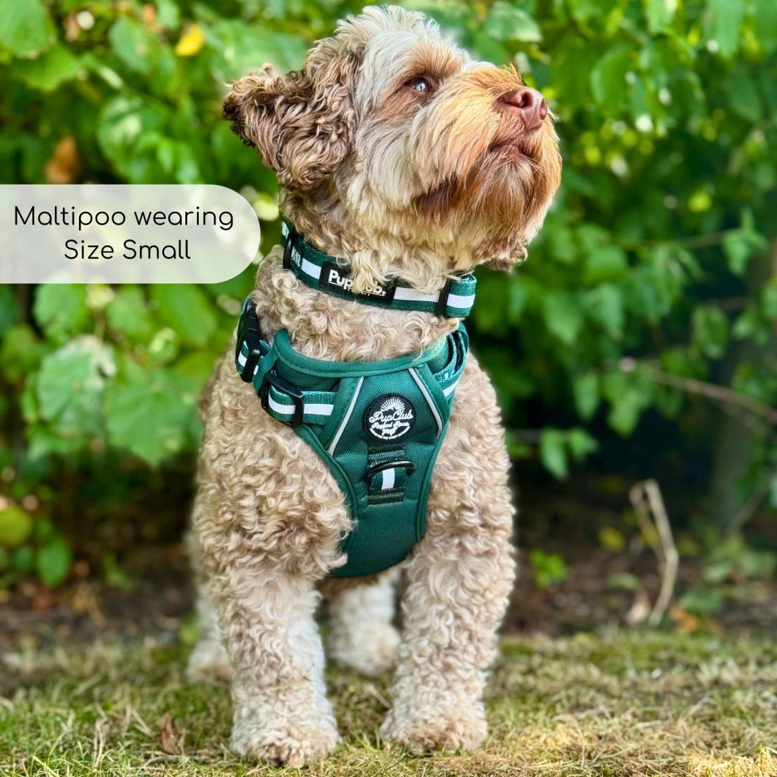 Rugged Rover™ Harness - Forest Green | Shop Brit | UK Pet Shop | Rugged Rover Dog Harness