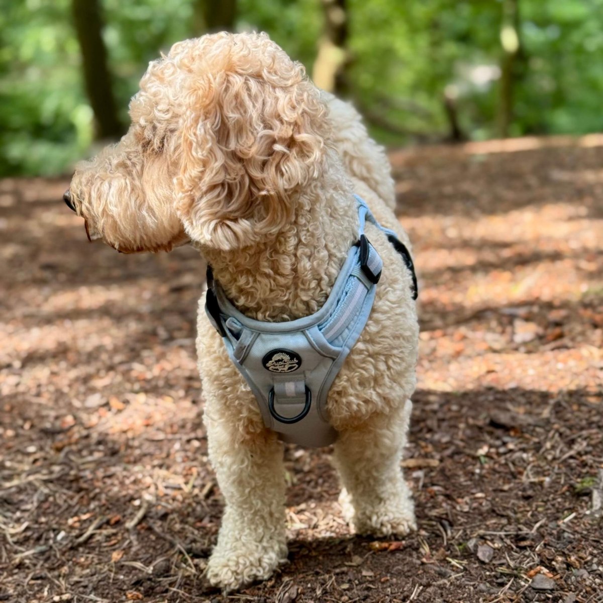 Rugged Rover™ Harness - Pastel Blue | Shop Brit | UK Pet Shop | Rugged Rover Dog Harness