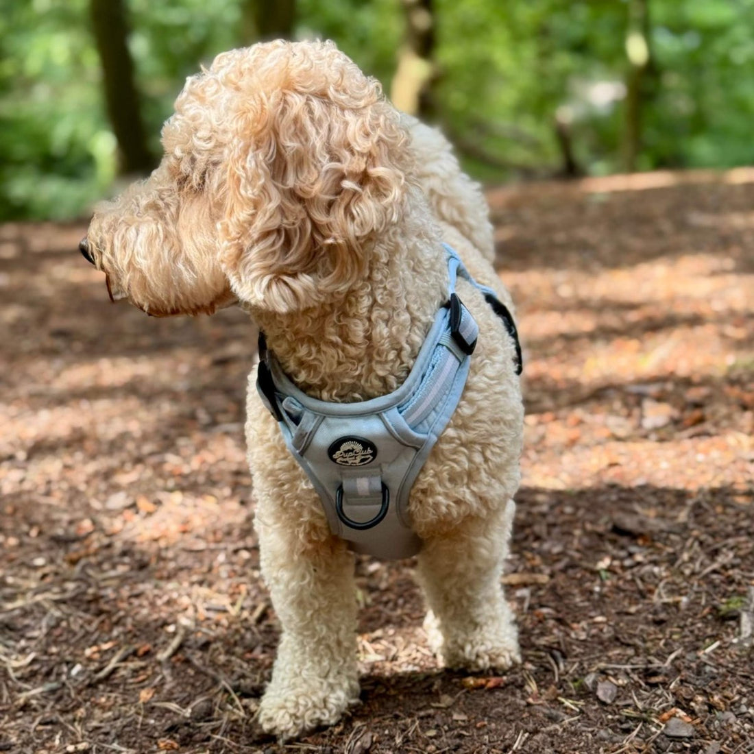 Rugged Rover™ Harness - Pastel Blue | Shop Brit | UK Pet Shop | Rugged Rover Dog Harness
