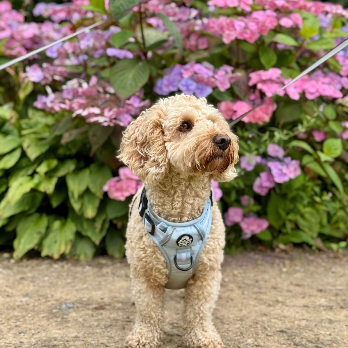 Rugged Rover™ Harness - Pastel Blue | Shop Brit | UK Pet Shop | Rugged Rover Dog Harness