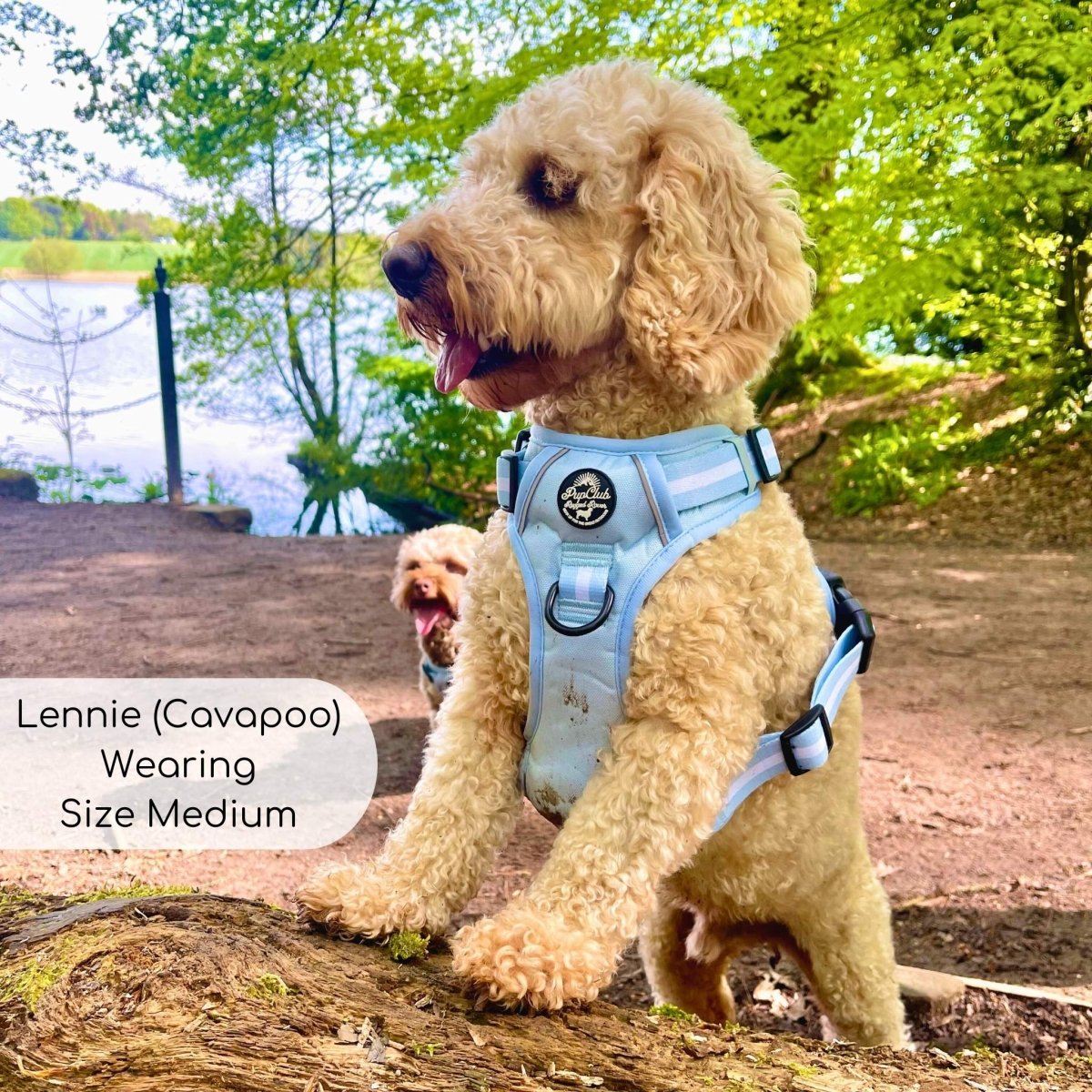 Rugged Rover™ Harness - Pastel Blue | Shop Brit | UK Pet Shop | Rugged Rover Dog Harness