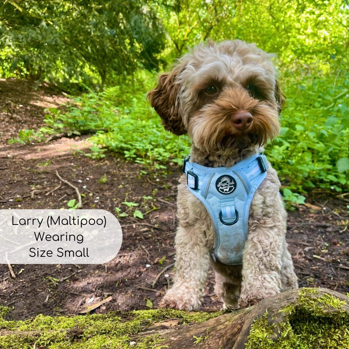 Rugged Rover™ Harness - Pastel Blue | Shop Brit | UK Pet Shop | Rugged Rover Dog Harness