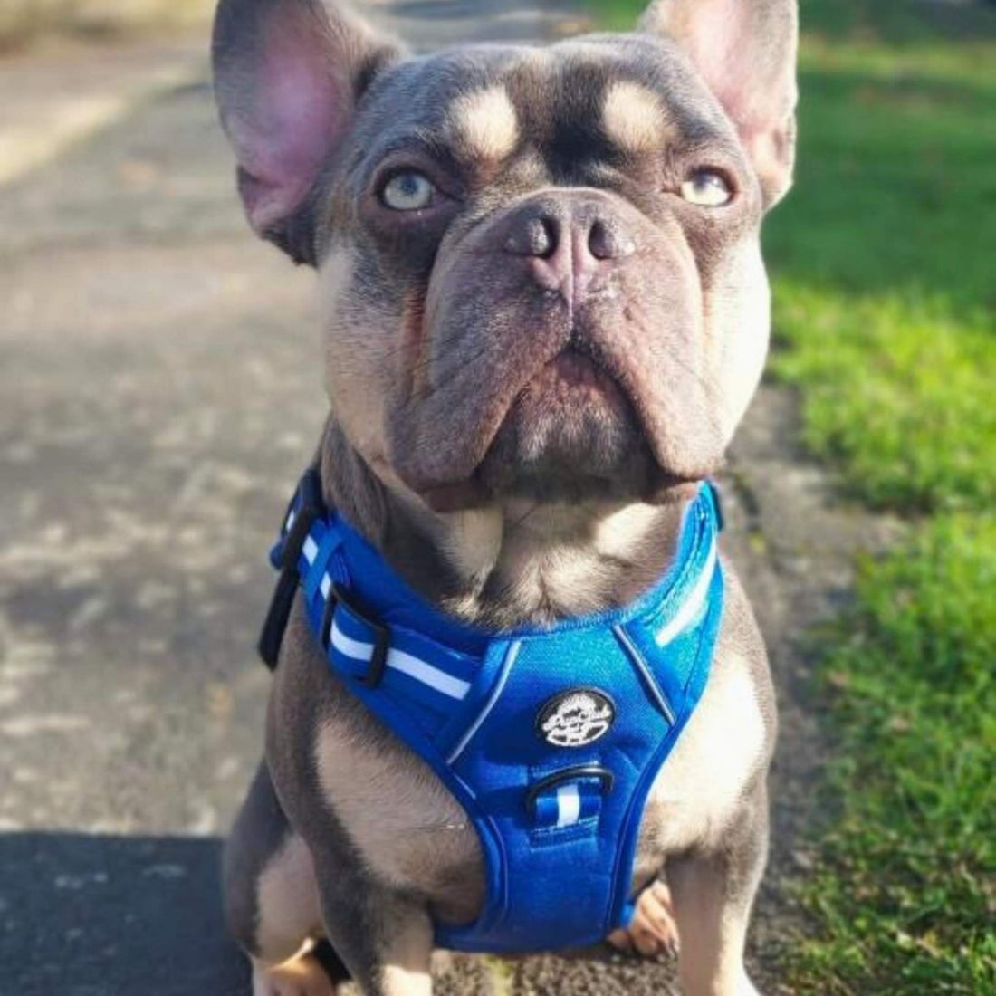 Rugged Rover™ Harness - Royal Blue