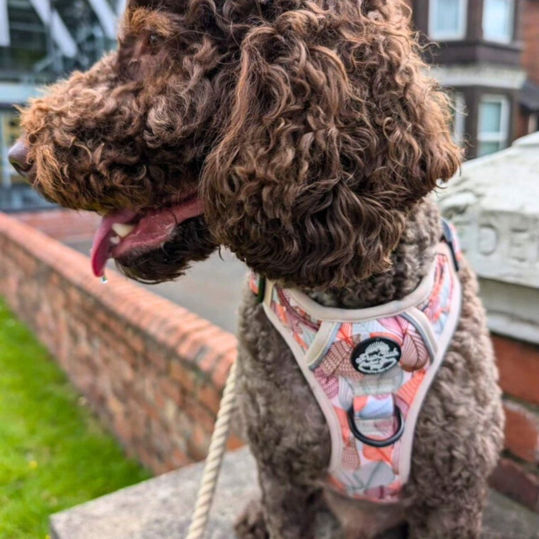 Rugged Rover™ Harness - Autumn Breeze | Shop Brit | UK Pet Shop | Rugged Rover Dog Harness