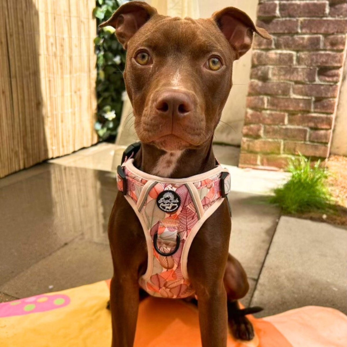 Rugged Rover™ Harness - Autumn Breeze | Shop Brit | UK Pet Shop | Rugged Rover Dog Harness