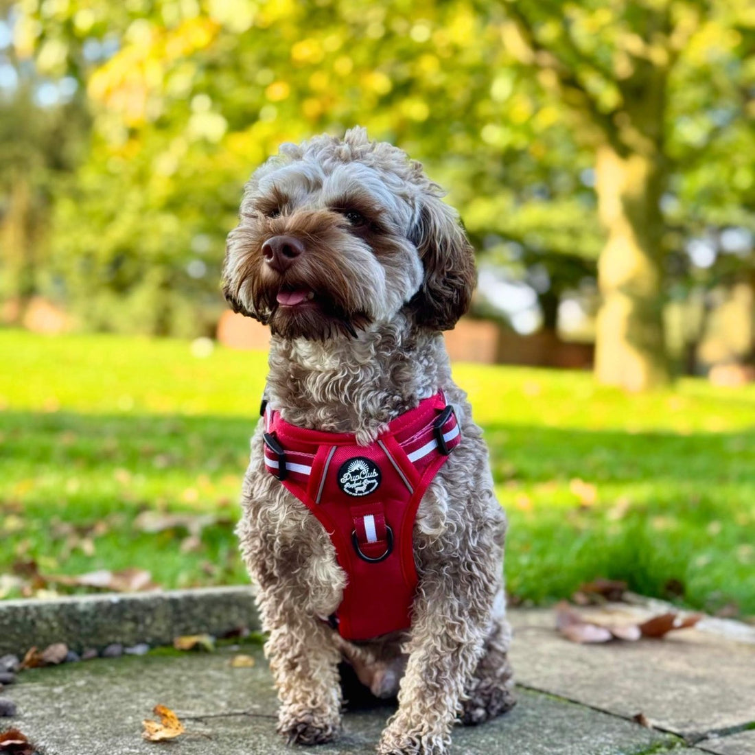 Rugged Rover™ Harness - Berry Red | Shop Brit | UK Pet Shop | Rugged Rover Dog Harness