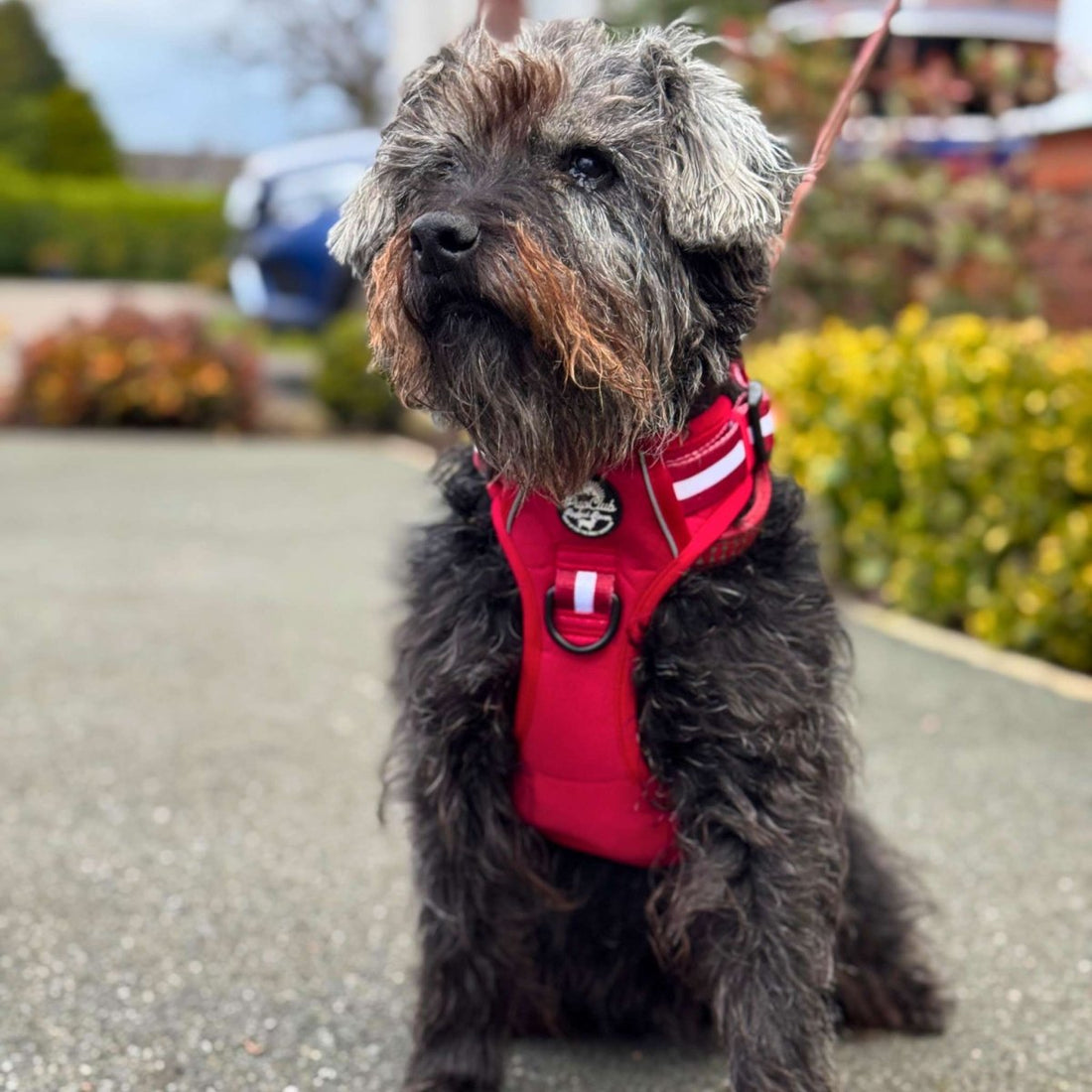 Rugged Rover™ Harness - Berry Red | Shop Brit | UK Pet Shop | Rugged Rover Dog Harness