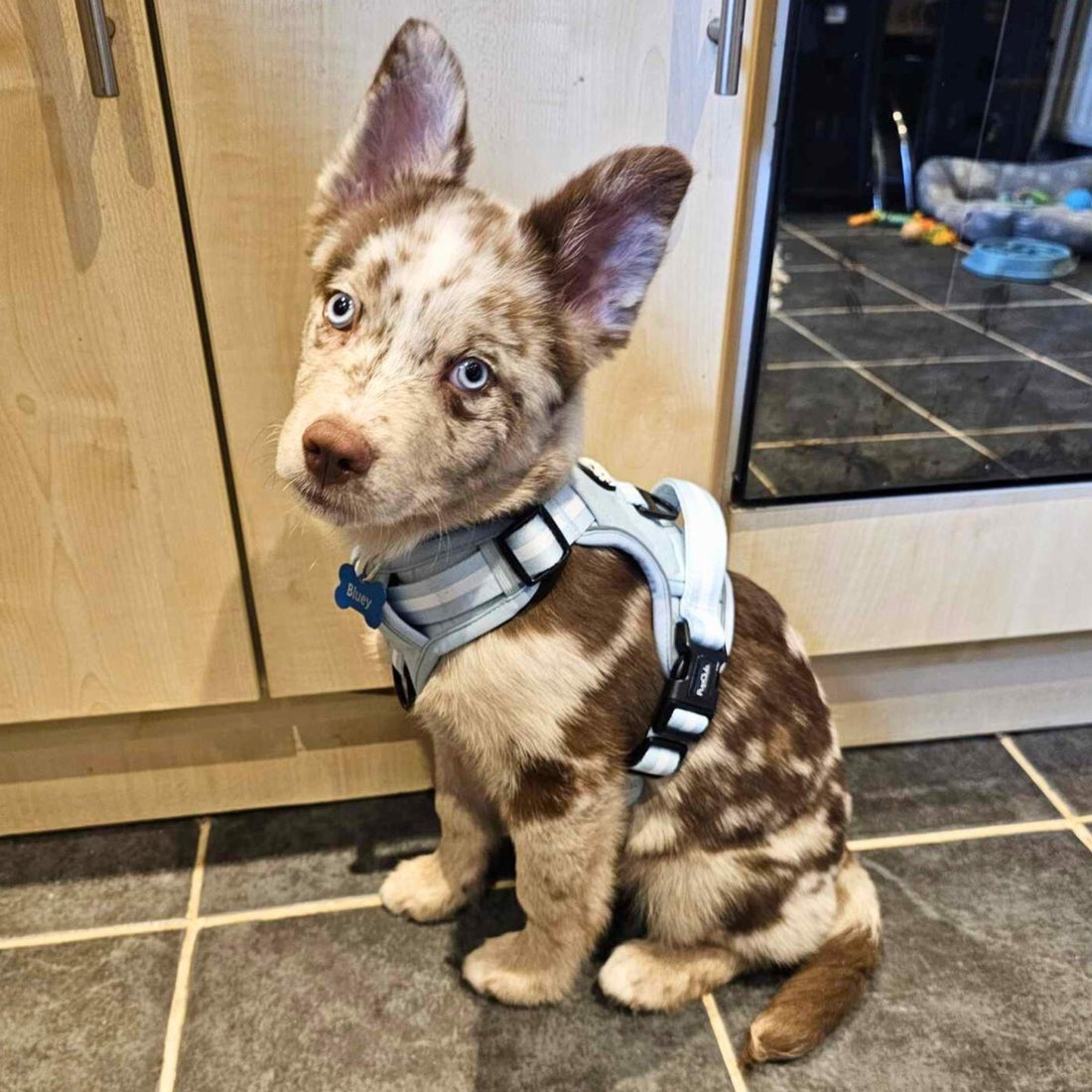 Rugged Rover™ Harness - Pastel Blue | Shop Brit | UK Pet Shop | Rugged Rover Dog Harness