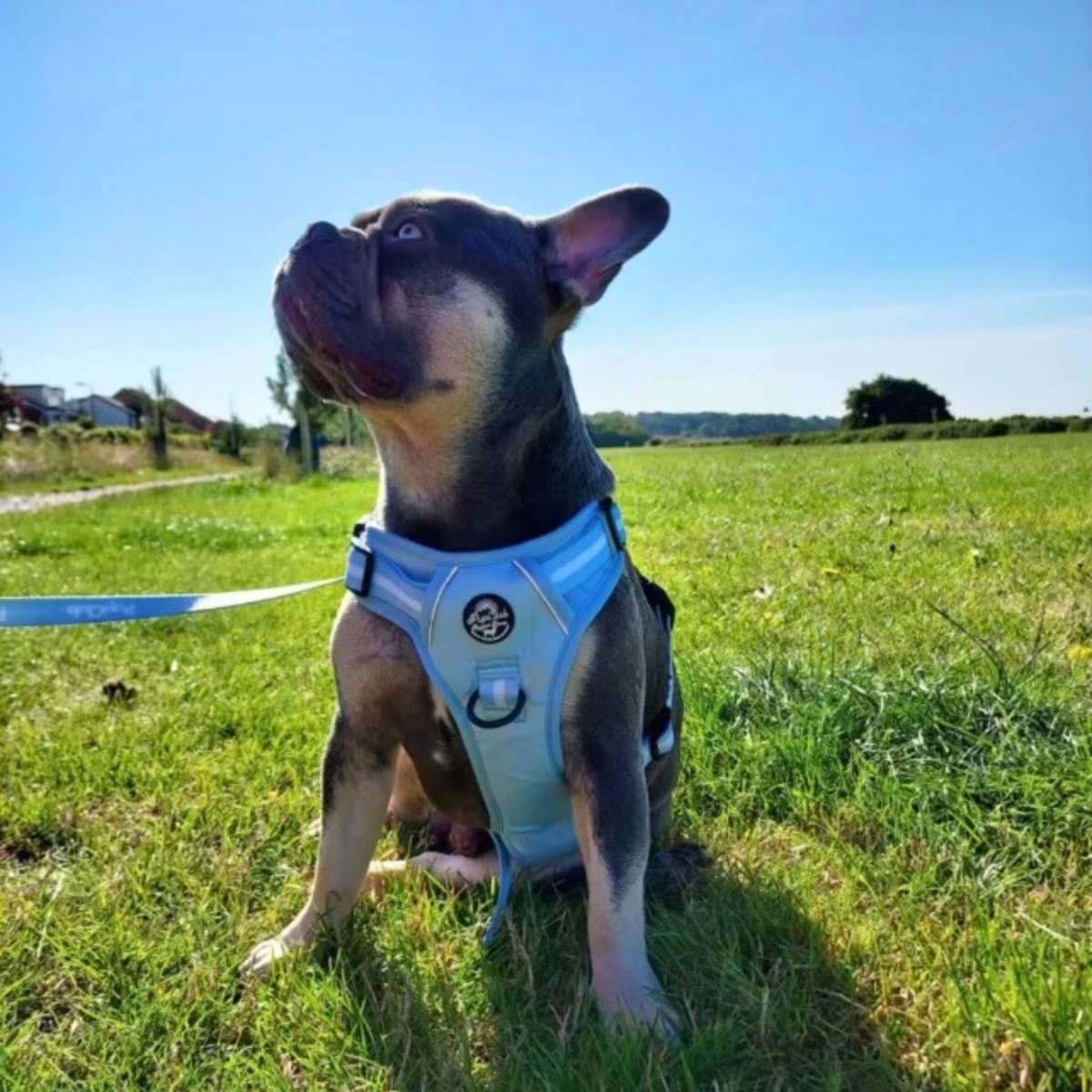 Rugged Rover™ Harness - Pastel Blue | Shop Brit | UK Pet Shop | Rugged Rover Dog Harness