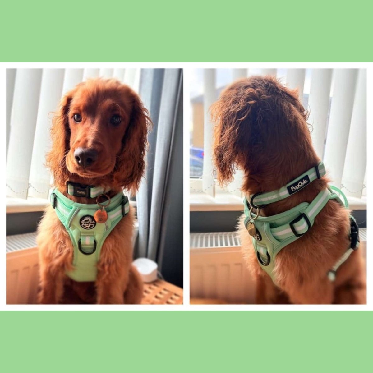 Rugged Rover™ Harness - Pastel Mint Green | Shop Brit | UK Pet Shop | Rugged Rover Dog Harness