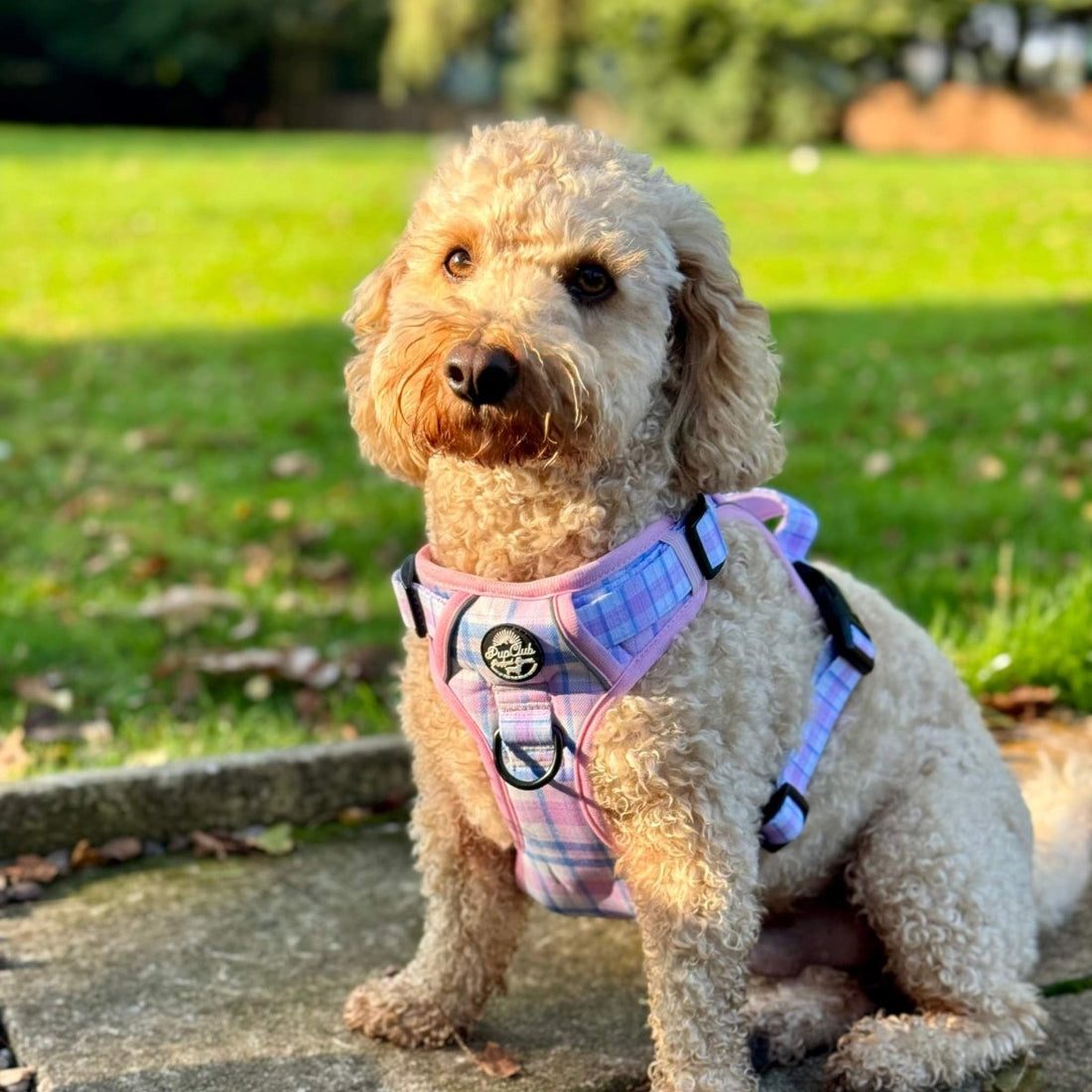 Rugged Rover™ Harness - Pink Tartan