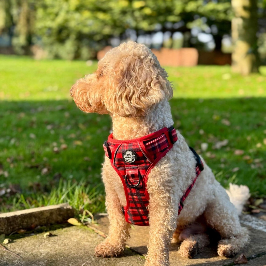 Rugged Rover™ Harness - Red Tartan