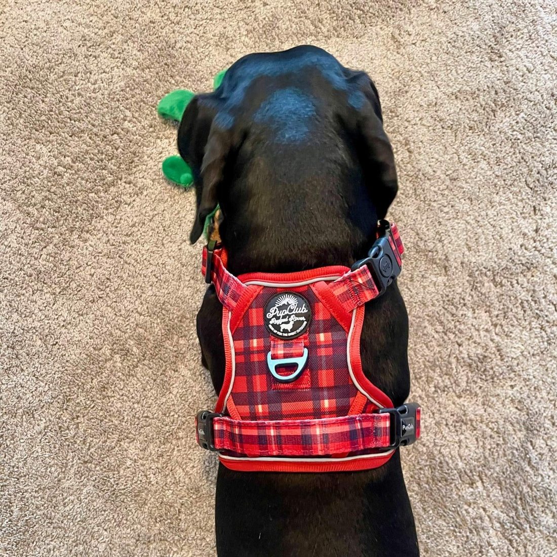 Rugged Rover™ Harness - Red Tartan