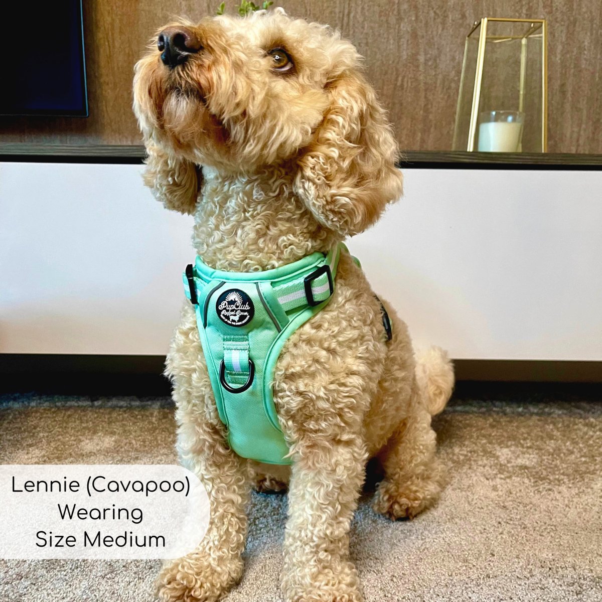 Rugged Rover™ Harness - Pastel Mint Green | Shop Brit | UK Pet Shop | Rugged Rover Dog Harness