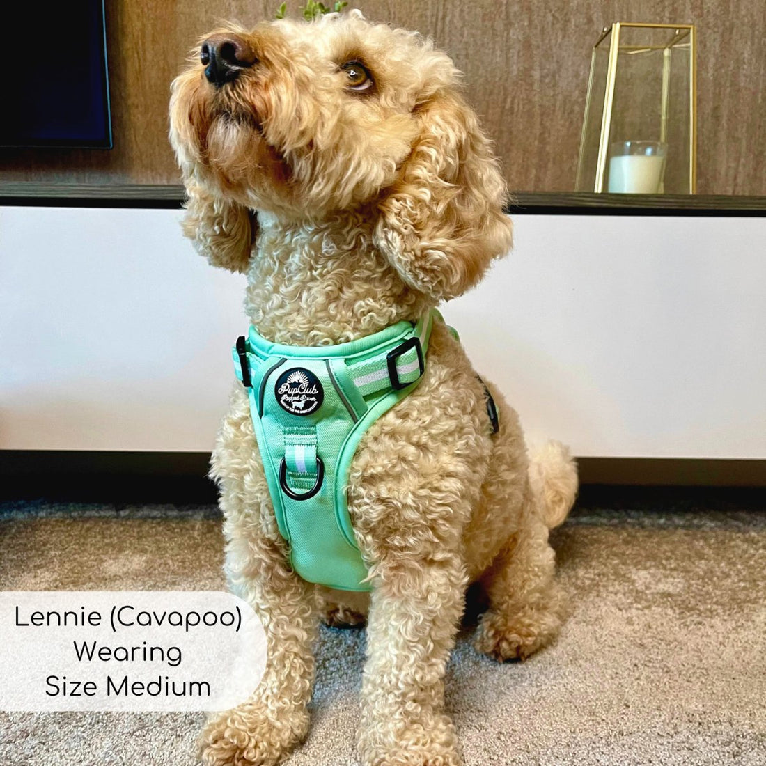 Rugged Rover™ Harness - Pastel Mint Green | Shop Brit | UK Pet Shop | Rugged Rover Dog Harness