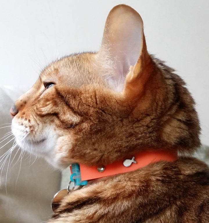 KITTYRAMA TANGERINE CAT COLLAR - Quick Release, Breakaway, Hypoallergenic | Shop Brit | UK Pet Shop | Cat Supplies