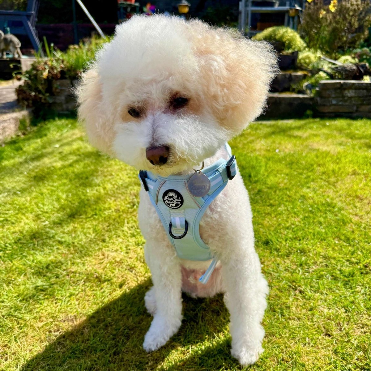 Rugged Rover™ Harness - Pastel Blue | Shop Brit | UK Pet Shop | Rugged Rover Dog Harness