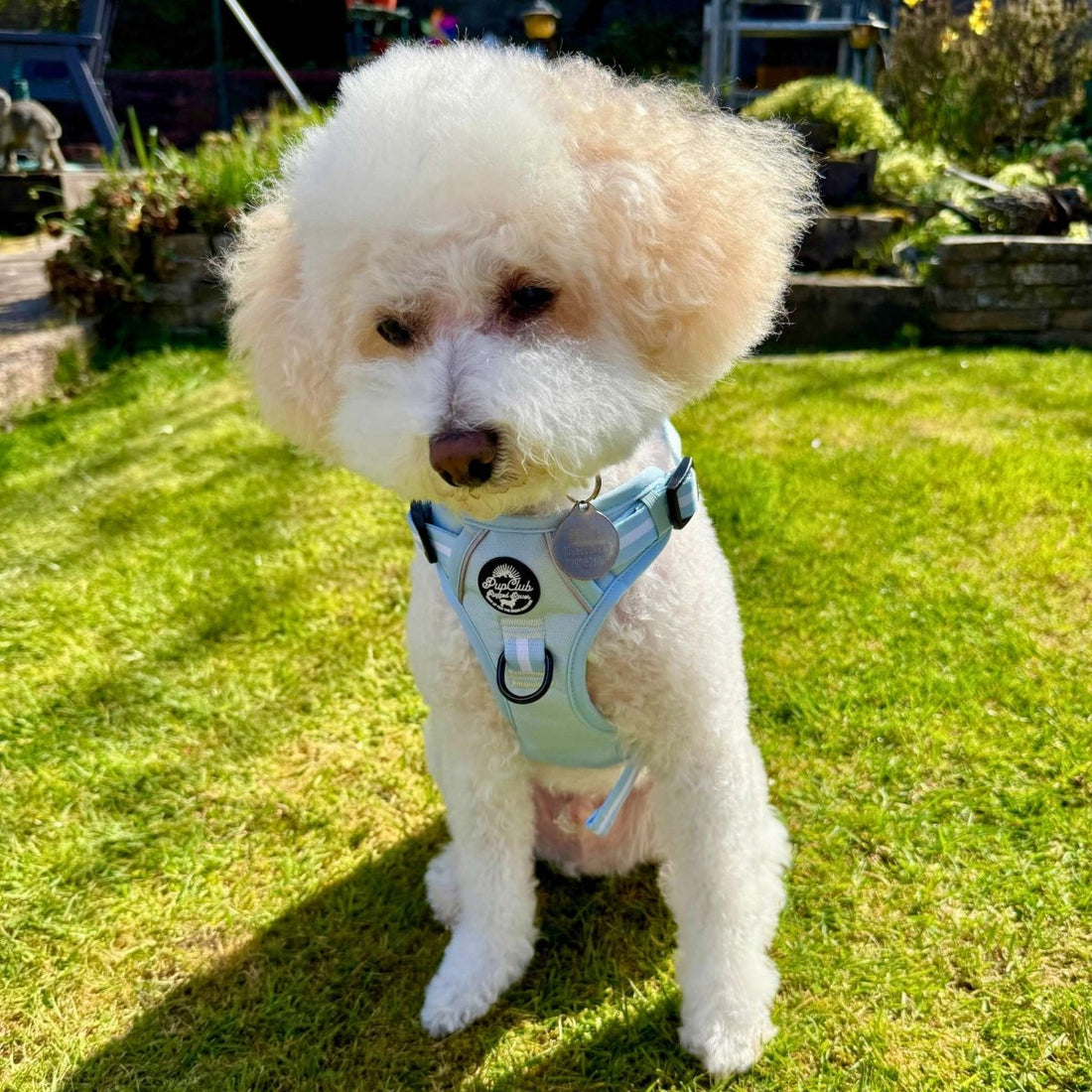 Rugged Rover™ Harness - Pastel Blue | Shop Brit | UK Pet Shop | Rugged Rover Dog Harness